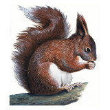 Red Squirrel Giclee Print by R. B. Davis