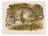 Canada Lynx Giclee Print by Audubon 