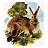 Hare Giclee Print by English School 