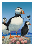 Puffins Giclee Print by R. B. Davis