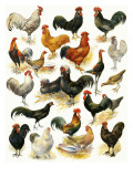 Poultry Giclee Print by English School 