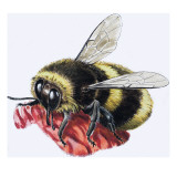 Honey Bee Giclee Print by R. B. Davis