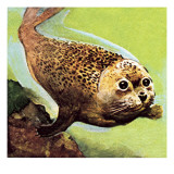 The Common Seal Reproduction procédé giclée par English School 