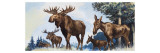 Moose Family Giclee-trykk av G. W Backhouse Moose Family Giclee-trykk av G. W Backhouse