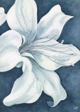 Wistful Lily II Art by Kaye Lake