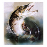 Pike Leaping Lámina giclée por English School