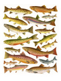 Trout Giclee Print by English School 