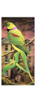 Parakeet reproduction procédé giclée par English School 