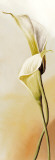 White Callas II Prints by R. Thorpe