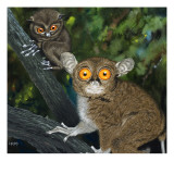 Tarsiers Giclee Print by David Nockels