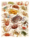 Cangrejos y langostas Lámina giclée por English School
