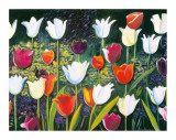 Tulips Festival Prints by P. Sonia