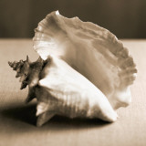 Sea Shells IV Lámina