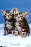 Kitten Twins Poster