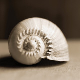 Sea Shells II Photographie