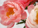 Delicate Blossom II Prints by Nicole Katano