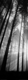 Pacific Stock Spencer Butte Park, Sunburst through Foggy Forest, Oregon Poster