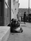 Lazy Bulldog at Camden Town Póster por John Gay