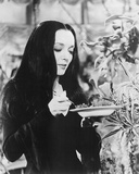 Carolyn Jones - The Addams Family Photographie