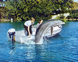 Flipper Fotografía Flipper Fotografía