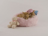 Selkirk Rex Photographic Print
