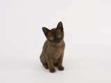 Sable Burmese Photographic Print