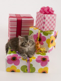 Maine Coon Impressão fotográfica Maine Coon Impressão fotográfica