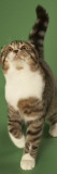 Scottish Fold Impressão fotográfica