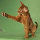 Abyssinian Photographic Print