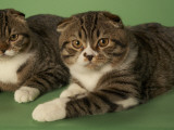 Scottish Fold Photographic Print