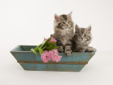 Maine Coon Photographic Print