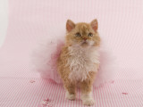Selkirk Rex Photographic Print