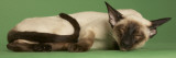 Siamese Photographic Print