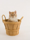 Selkirk Rex Photographic Print