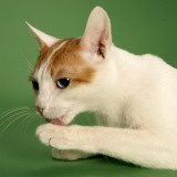Japanese Bobtail Impressão fotográfica