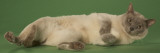 Tonkinese Impressão fotográfica Tonkinese Impressão fotográfica