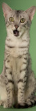 Egyptian Mau Photographic Print