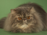 Persian Photographic Print