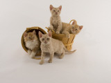 Selkirk Rex Photographic Print