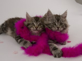 Maine Coon Photographie