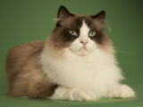 Ragdoll Impressão fotográfica Ragdoll Impressão fotográfica
