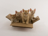 Selkirk Rex Photographic Print