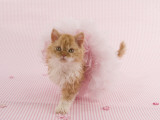 Selkirk Rex Photographic Print