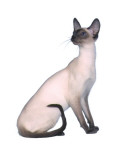 Gatos Siameses Lámina fotográfica