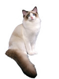 Ragdoll Impressão fotográfica Ragdoll Impressão fotográfica