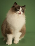 Ragdoll Impressão fotográfica Ragdoll Impressão fotográfica
