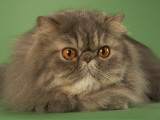 Persian Photographic Print