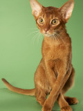 Abyssinian Lámina fotográfica Abyssinian Lámina fotográfica