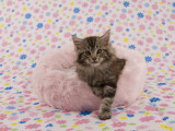Maine Coon Impressão fotográfica Maine Coon Impressão fotográfica