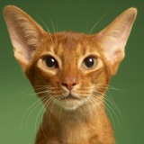 Abyssinian Photographic Print